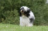 TERRIER DU TIBET 169
